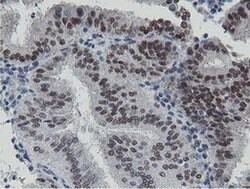 LANCL2 Monoclonal Antibody (OTI1C5), TrueMAB , OriGene 100 &mu;L | Buy Online | OriGene | Fisher Scientific