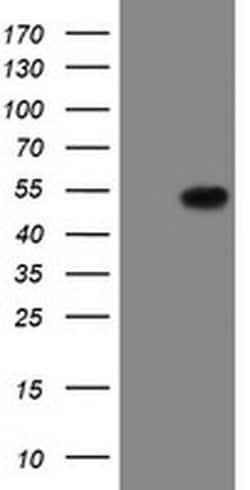 LANCL2 Monoclonal Antibody (OTI2A11), TrueMAB , OriGene 100 &mu;L; Unconjugated:Antibodies,