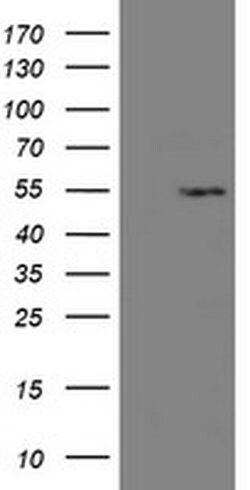 LANCL2 Monoclonal Antibody (OTI1C5), TrueMAB , OriGene 100 &mu;L | Buy Online | OriGene | Fisher Scientific