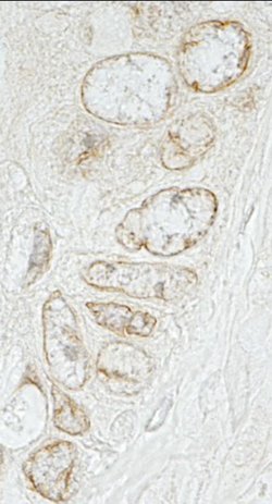 LAP1B Polyclonal Antibody, Bethyl Laboratories 10 &mu;L; Unconjugated:Antibodies,
