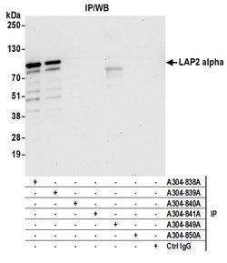 LAP2 alpha/TMPO Rabbit anti-Human, Polyclonal, Bethyl Laboratories 100