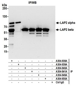 LAP2 alpha beta gamma/TMPO Rabbit anti-Human, Polyclonal, Bethyl Laboratories