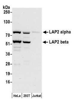 LAP2 alpha beta gamma/TMPO Rabbit anti-Human, Polyclonal, Bethyl Laboratories