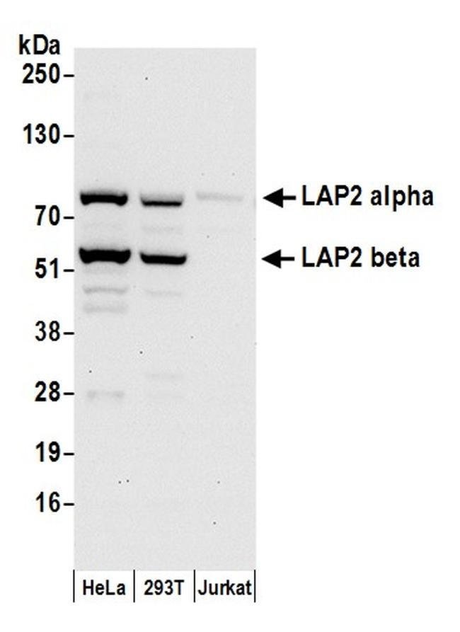 lap2 alpha beta gamma tmpo polyclonal bethyl laboratories 100 l alpha beta gamma
