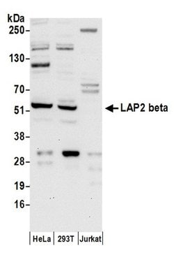 LAP2 beta/TMPO Polyclonal Antibody, Bethyl Laboratories 20 &mu;L; Unconjugated:Antibodies,