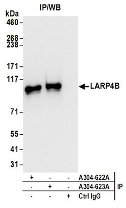 LARP4B Rabbit anti-Human, Mouse, Polyclonal, Bethyl Laboratories 100 &mu;L;