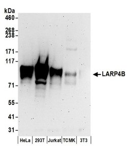 LARP4B Rabbit anti-Human, Mouse, Polyclonal, Bethyl Laboratories 100 &mu;L;