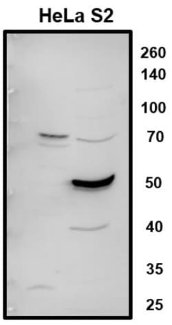Invitrogen LARP7 Polyclonal Antibody 100 &mu;L; Unconjugated:Antibodies,