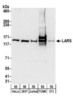 LARS Rabbit anti-Human, Mouse, Polyclonal, Bethyl Laboratories 100 &mu;L;