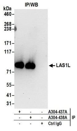 LAS1L Rabbit anti-Human, Mouse, Polyclonal, Bethyl Laboratories 100 &mu;L;