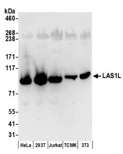 LAS1L Rabbit anti-Human, Mouse, Polyclonal, Bethyl Laboratories 100 &mu;L;
