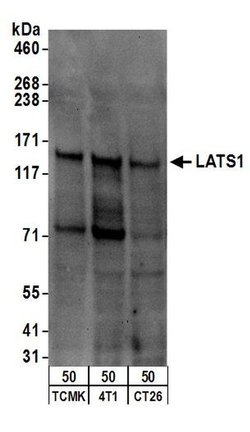 LATS1 Rabbit anti-Human, Mouse, Polyclonal, Bethyl Laboratories 100 &mu;L;