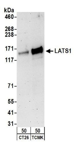 LATS1 Rabbit anti-Human, Mouse, Polyclonal, Bethyl Laboratories 100 &mu;L;