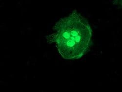 LCMT1 Monoclonal Antibody (OTI3F4), TrueMAB , OriGene 30 &mu;L; Unconjugated:Antibodies,