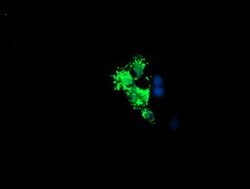 LCMT1 Mouse anti-Human, Clone: OTI 1G5, lyophilized, TrueMAB 100 &mu;g;