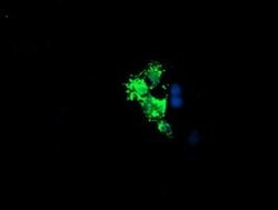 LCMT1 Mouse anti-Human, Clone: OTI 1G5, liquid, TrueMAB 100 &mu;L; Unconjugated:Antibodies,