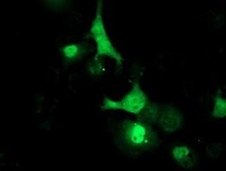 LCMT1 Mouse anti-Human, Clone: OTI4A5, lyophilized, TrueMAB 100 &mu;g;