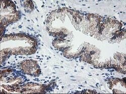 LCMT1 Mouse anti-Human, Clone: OTI 1G5, liquid, TrueMAB 100 &mu;L; Unconjugated:Antibodies,