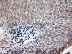 LCMT1 Mouse anti-Human, Clone: OTI 1G5, liquid, TrueMAB 100 &mu;L; Unconjugated:Antibodies,