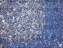 LCMT1 Mouse anti-Human, Clone: OTI 1G5, liquid, TrueMAB 100 &mu;L; Unconjugated:Antibodies,