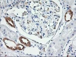 LCMT1 Mouse anti-Human, Clone: OTI 1G5, liquid, TrueMAB 100 &mu;L; Unconjugated:Antibodies,