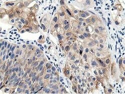 LCMT1 Mouse anti-Human, Clone: OTI4A5, lyophilized, TrueMAB 100 &mu;g;