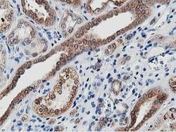 LCMT1 Mouse anti-Human, Clone: OTI4A5, lyophilized, TrueMAB 100 &mu;g;