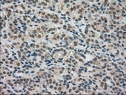 LDHA Mouse anti-Human, Clone: OTI2C11, liquid, TrueMAB 100 &mu;L; Unconjugated:Antibodies,