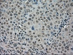LDHA Mouse anti-Human, Clone: OTI2C11, liquid, TrueMAB 100 &mu;L; Unconjugated:Antibodies,