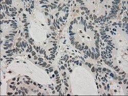 LDHA Mouse anti-Human, Clone: OTI2C11, liquid, TrueMAB 100 &mu;L; Unconjugated:Antibodies,