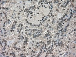 LDHA Mouse anti-Human, Clone: OTI2C11, liquid, TrueMAB 100 &mu;L; Unconjugated:Antibodies,