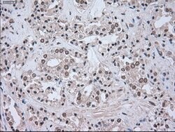 LDHA Mouse anti-Human, Clone: OTI2B11, lyophilized, TrueMAB 100 &mu;g | Buy Online | OriGene | Fisher Scientific