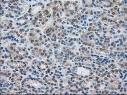 LDHA Mouse anti-Human, Clone: OTI5G10, lyophilized, TrueMAB 100 &mu;g;