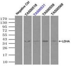 LDHA Mouse anti-Human, Clone: OTI2B11, lyophilized, TrueMAB 100 &mu;g | Buy Online | OriGene | Fisher Scientific