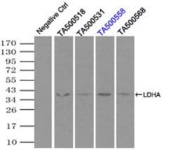 LDHA Mouse anti-Human, Clone: OTI5G10, lyophilized, TrueMAB 100 &mu;g;