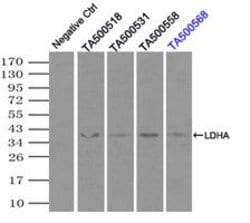 LDHA Mouse anti-Human, Clone: OTI2D11, lyophilized, TrueMAB 100 &mu;g;