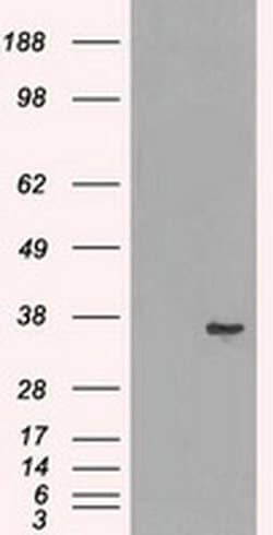 LDHA Mouse anti-Human, Clone: OTI2C11, liquid, TrueMAB 100 &mu;L; Unconjugated:Antibodies,