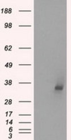 LDHA Mouse anti-Human, Clone: OTI2D11, lyophilized, TrueMAB 100 &mu;g;