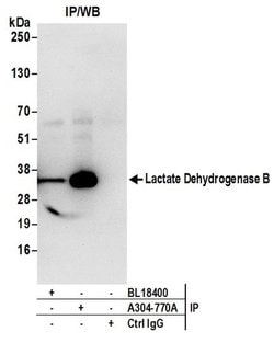 Lactate Dehydrogenase B/LDHB Rabbit anti-Human, Mouse, Polyclonal, Bethyl