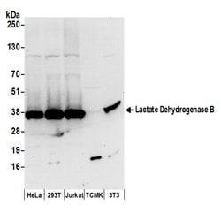 Lactate Dehydrogenase B/LDHB Rabbit anti-Human, Mouse, Polyclonal, Bethyl