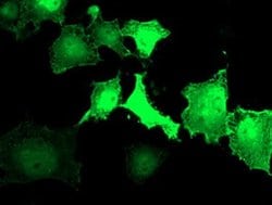 LDLRAP1 Monoclonal Antibody (OTI2B2), TrueMAB , OriGene 30 &mu;L; Unconjugated:Antibodies,
