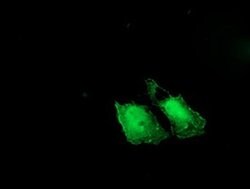 LDLRAP1 Monoclonal Antibody (OTI7G2), TrueMAB , OriGene 100 &mu;L; Unconjugated:Antibodies,