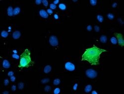 LDLRAP1 Mouse anti-Human, Clone: OTI5A12, lyophilized, TrueMAB 100 &mu;g;