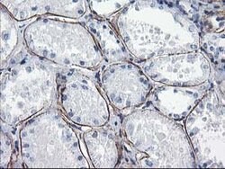 LDLRAP1 Mouse anti-Human, Clone: OTI4B10, lyophilized, TrueMAB 100 &mu;g;