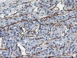 LDLRAP1 Mouse anti-Human, Clone: OTI4B10, lyophilized, TrueMAB 100 &mu;g;