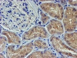 LECT2 Mouse anti-Human, Clone: OTI2A11, liquid, TrueMAB 30 &mu;L; Unconjugated:Antibodies,