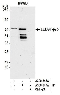 LEDGF/p75 Rabbit anti-Human, Mouse, Polyclonal, Bethyl Laboratories 100