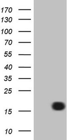 LELP1 Monoclonal Antibody (OTI3D5), TrueMAB , OriGene 30 &mu;L | Buy Online | Origene Technologies | Fisher Scientific