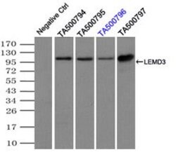 LEMD3 Mouse anti-Canine, Human, Rat, Clone: OTI3H1, lyophilized, TrueMAB