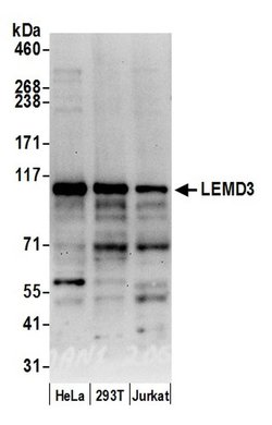 LEMD3/MAN1 Polyclonal Antibody, Bethyl Laboratories 20 &mu;L; Unconjugated:Antibodies,